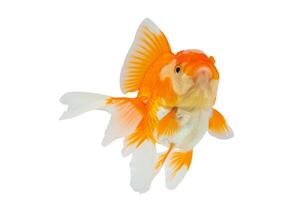 oranda pez de colores aislado en blanco antecedentes cerca arriba foto
