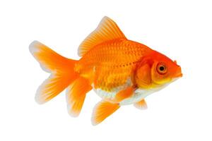 Oranda goldfish isolated on white background close up photo