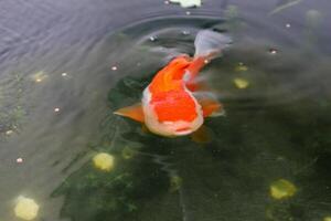 Goldfish in aquarium fish pond close up photo