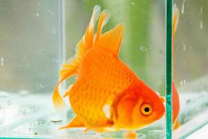 Oranda goldfish in aquarium fish tank close up photo