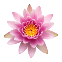 ai generiert Lotus Blume isoliert auf transparent Hintergrund oben Aussicht png