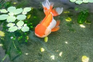 Goldfish in aquarium fish pond close up photo