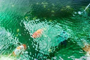 Goldfish in aquarium fish pond close up photo