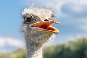 Beautiful ostriches on a farm against a blue sky photo