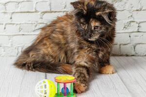 Beautiful little cat girl on a background of a brick wall photo