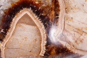 Macro mineral stone Simbirzit and Septaria on white background photo