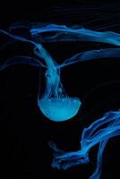 macro of a beautiful jellyfish chrysaora chinensis photo