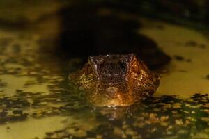 krakodil eyes smooth-eyed caiman photo