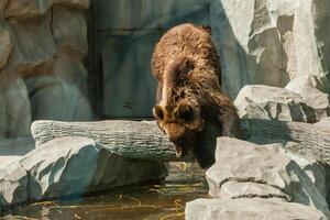 Brown bear close up photo