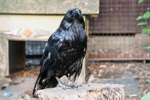 Beautiful black crows sit on a stump photo