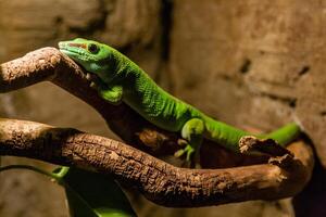 Green gecko lizard sits on a close-up branch photo