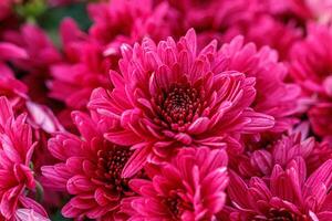 multi-colored flower beds of beautiful chrysanthemums photo