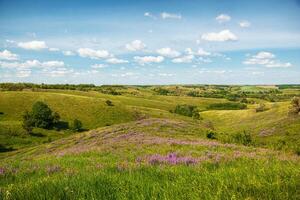 beautiful meadow on the hills with grass and flowers against the background of the sea and the sky photo