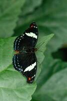 macro beautiful butterfly Papilio aegeus photo