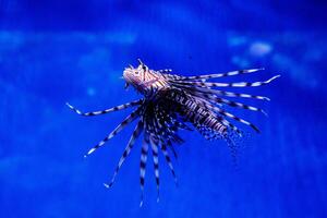 pescado pez león - cebra, pterois volitans foto