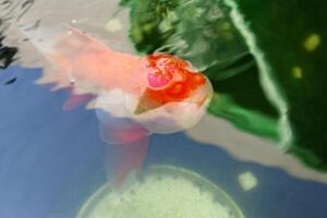 Goldfish in aquarium fish pond close up photo