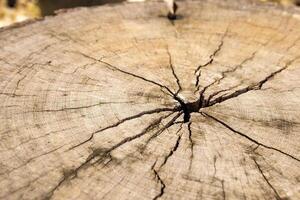 old tree stump wooden texture background close up photo