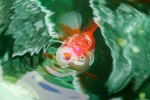 pez de colores en acuario pescado estanque cerca arriba foto