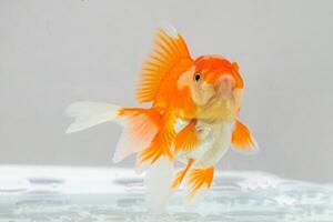 Oranda goldfish in aquarium fish tank close up photo