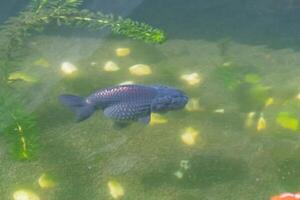 Goldfish in aquarium fish pond close up photo