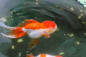 Goldfish in aquarium fish pond close up photo