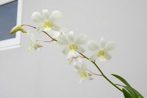 Beautiful Orchid flower blooming in garden floral background photo