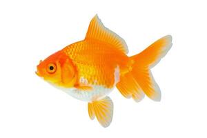 Oranda goldfish isolated on white background close up photo