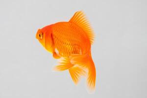 Oranda goldfish in aquarium fish tank close up photo