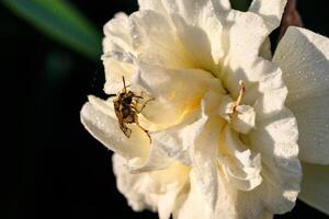 beautiful summer terry daffodils with bee photo