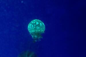 small jellyfish close up photo