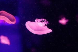 macro of a beautiful jellyfish cassiopea andromeda photo