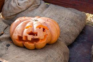 Beautiful pumpkins for halloween photo