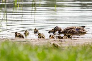 duck with ducklings swimming on the water body photo