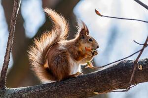 Squirrel sits on a tree photo