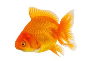 Oranda goldfish isolated on white background close up photo