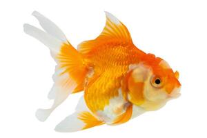 Oranda goldfish isolated on white background close up photo