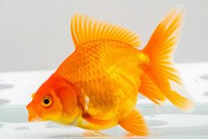 Oranda goldfish in aquarium fish tank close up photo