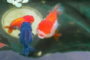 Goldfish in aquarium fish pond close up photo