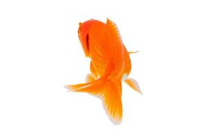 Oranda goldfish isolated on white background close up photo