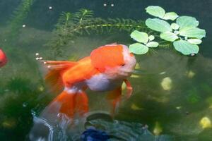 Goldfish in aquarium fish pond close up photo