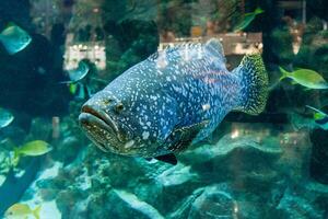 Fish Large grouper photo