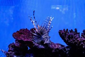 pescado pez león - cebra, pterois volitans foto