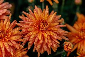 multi-colored flower beds of beautiful chrysanthemums photo