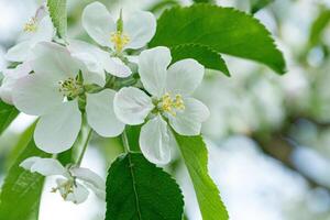 hermosa rama de un floración manzana árbol foto