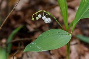 Beautiful spring blooming lilies of the valley with drops of flowers dew photo