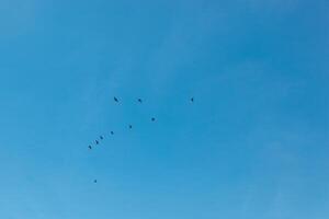 a flock of birds flying in the blue sky photo