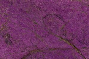 Macro mineral stone purpureus, purple purpurite in the breed a white background photo