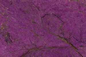 Macro mineral stone purpureus, purple purpurite in the breed a white background photo