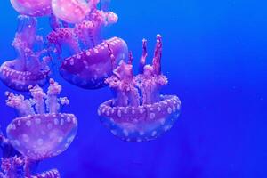 macro of a beautiful jellyfish mastigias papua photo