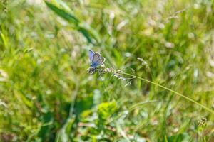 hermosa mariposa en el antecedentes de un prado y hermosa flores foto